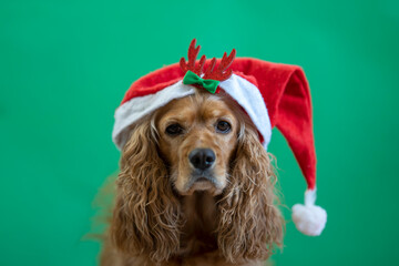 a cocker spaniel wearing santa hat on green background