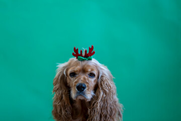 cocker spaniel dog on green background. new year concept