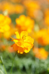 Yellow flower, Close up with Cosmos yellow flower in the garden, abundance field with blur background.