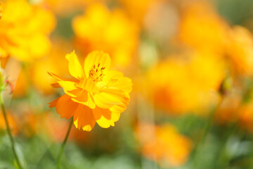 Yellow flower, Close up with Cosmos yellow flower in the garden, abundance field with blur background.