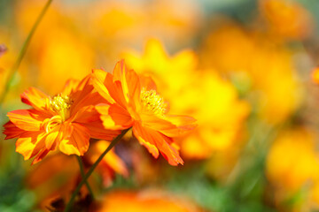 Yellow flower, Close up with Cosmos yellow flower in the garden, abundance field with blur background.