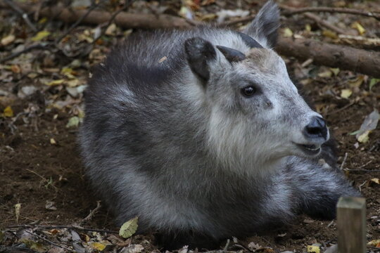 Japanese Serow resting on forest floor in natural habitat