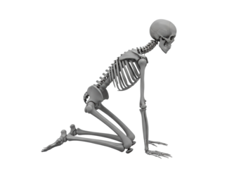 anatomically precise 3d human skeleton model in matte gray, posed in a biomechanically correct quadruped position, isolated on high-key white with copy space. concept of scientific anatomy study