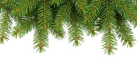 Green Fir or Pine Tree Branches Border on White, Isolated on Transparent Background