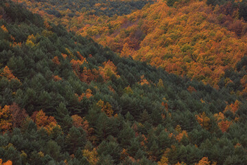 Drone view, autumn forest at Palencia, Spain
