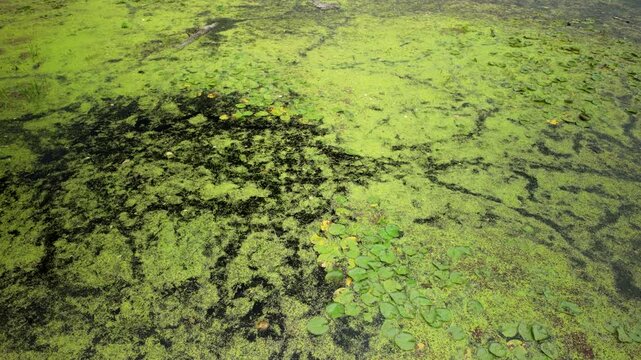 Green Algae Floating On Pond Surface