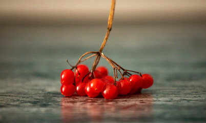 Detailed close-up of viburnum berry cluster
