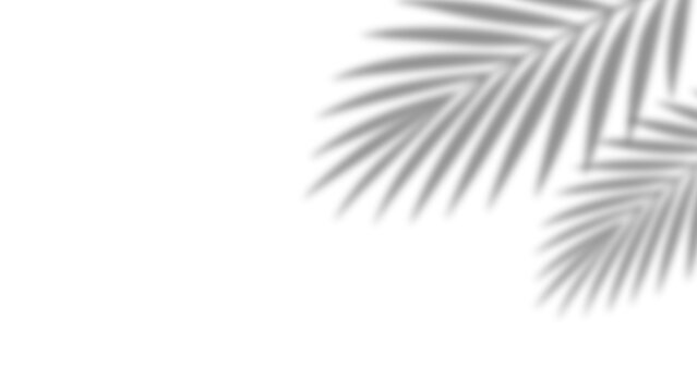 Shadow of realistic palm leaves with overlay effect summer decoration element on transparent background. Black and white tropical coconut leaf and branches blur shadow background. Vector illustration.