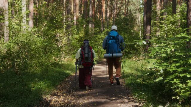 Back view full shot of two hikers, equipped with trekking poles and backpacks, traversing dirt trail through dense forest