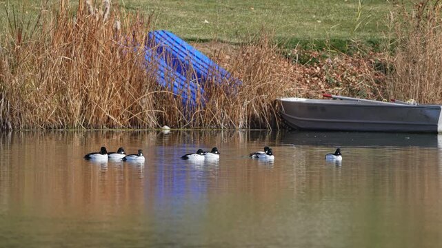 Common Goldeneye ducks floating on Salem Pond in Utah.