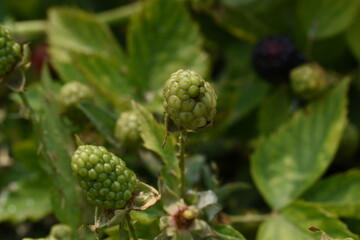 Natural food - fresh unripe blackberries in a garden. Bunch of unripe blackberry fruit, Rubus fruticosus - on branch with green leaves on a farm. Closeup, blurred background. Chakwal, Punjab, Pakistan