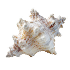 Obraz premium White background macro of a natural ocean seashell spiral, isolated tropical marine mollusk