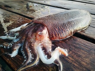  fresh cuttlefish from fishing game 