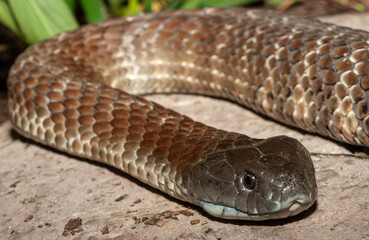 Close up of an Australian Tiger Snake