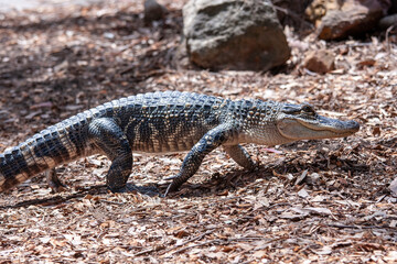 Juvenile American Alligator walking on all fours