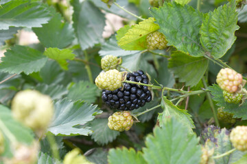 Natural food - fresh ripe and unripe blackberries in a garden. Bunch of ripe and unripe blackberry fruit on branch with green leaves on a farm. Close-up, blurred background. Chakwal, Punjab, Pakistan