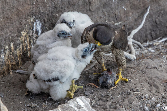 Adult Peregrine falcon feeding chicks - Powered by Adobe