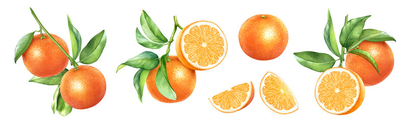 Watercolor illustration of the ripe orange fruits on the branch with green leaves and slices isolated on white background. Large fruit collection for package and fruit label design.