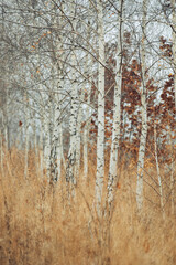 Autumn forest scene with white birch trees and dry golden grass under soft natural light
