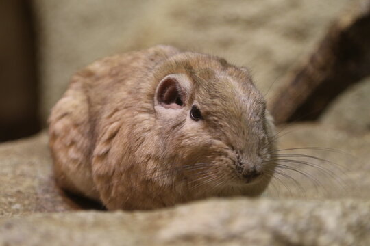 Gundi resting on rocky ground in a controlled indoor habitat