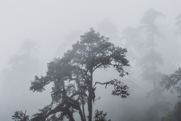 View of a misty forest, with ethereal trees fading into the fog, creating a serene and otherworldly atmosphere, Dochula pass, Hungtso, Bhutan.