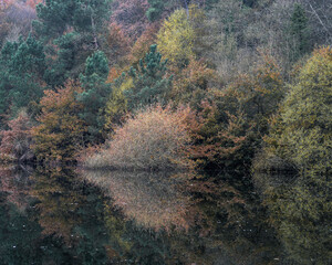 A bush and its reflection form the shape of a heart