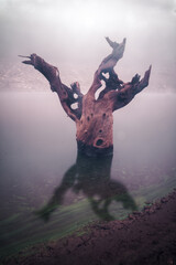 Dead tree trunk with a human expression emerges as the water level drops