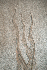 Dendritic pattern formed by the receding tide on a sandy area