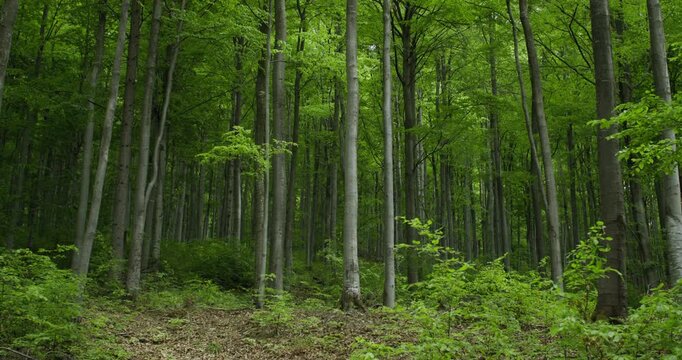Natural beech forest in strict reserve, full of tall, elegant trees and lush greenery. Highlights conservation, ecological value and beauty of undisturbed woodlands.