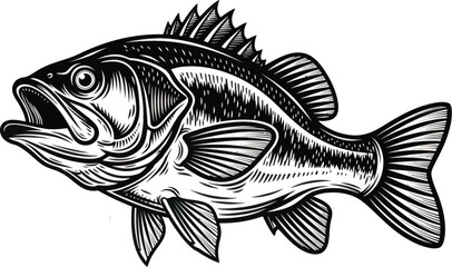 Fototapeta premium Bass Fish Vector Illustration Detailed Engraved Style