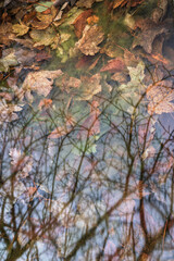 The submerged dead leaves and the reflection of the branches on which they grew
