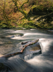 Twisted mossy tree trunks and icy waters in the deep winter valleys
