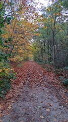 path in autumn forest