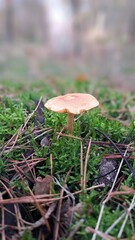 mushroom on the forest floor