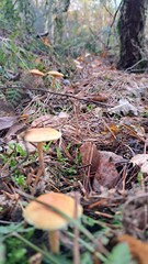 mushrooms hidden in the forest floor