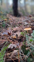mushrooms in the forest