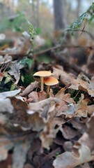 mushrooms in the forest