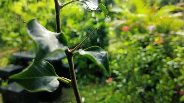 Fresh green leaves and sharp thorns on a plant stem in a blurred garden background during spring