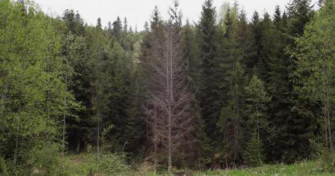Dried tree in a protected forest nature reserve. Highlights ecological functions, natural cycles, and the importance of deadwood for biodiversity.