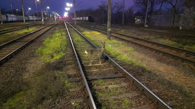 Roe or deer cautiously crosses railroad tracks at night, showcasing the delicate balance between wildlife and transportation safety. Importance of wild animal safety near railway road. Close up