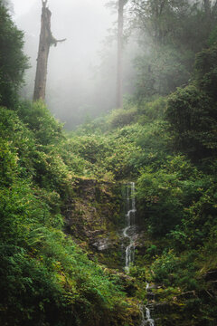 View of misty forest with a small waterfall cascading down the rocks, surrounded by lush green vegetation, creating a serene atmosphere, Lampelri, Bhutan.
