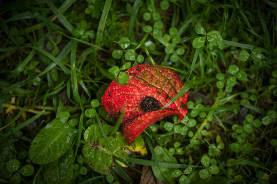 View of a vibrant red leaf contrasting against the lush green grass and clovers, creating a striking natural composition, Lampelri, Bhutan.