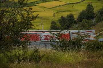 View of red patterns on the roof of a building peeking through the lush green foreground against a backdrop of golden rice fields, Paro, Bhutan.