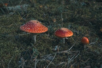 Fly agaric mushrooms in a forest clearing. Poisonous, inedible mushrooms in close-up. The beauty of wild nature.