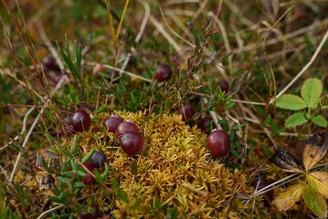 Cranberries close-up. Cranberries growing in a peat bog in autumn. Harvesting wild berries.