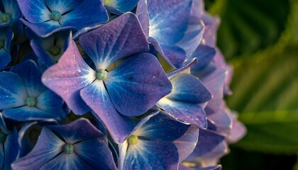 Beautiful close-up macro of blue and purple iris flowers blooming in the spring garden, highlighting their delicate petals and natural beauty