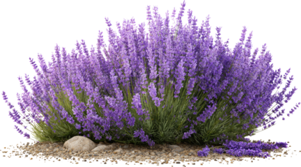 Lavender bush garden plant purple bloom aromatic serene