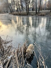 dog on a frozen lake
