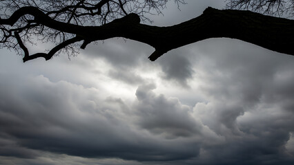 Branch of tree silhouetted against dramatic cloudy sky  
