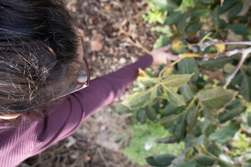 Woman harvesting avocados from a tree.